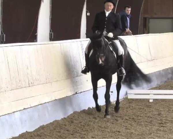 broodmare Gloria (Württemberger, 2002, from Grafenstolz)
