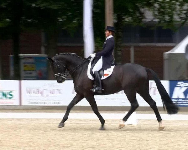 dressage horse Raptor 3 (Hanoverian, 2006, from Rubin Royal OLD)