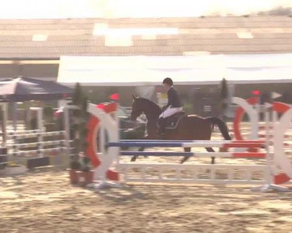 jumper Lapino (Oldenburg, 2010, from Lord Pezi)