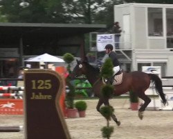 jumper P-Caprice S (Holsteiner, 2000, from Contender)