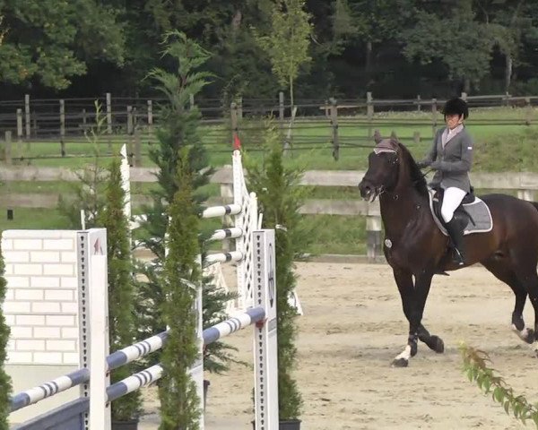stallion Alo's As (Holsteiner, 1995, from Alcatraz)