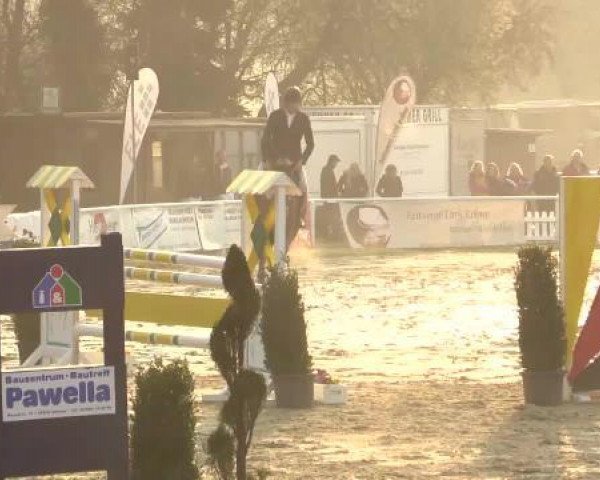 jumper Can't Stop 2 (Holsteiner, 2010, from Cassiano)