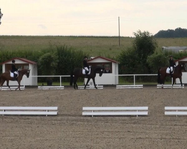 horse Desperado (German Riding Pony, 2001, from Donatelli)