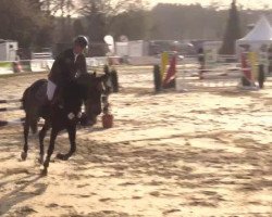 jumper Coco Jambo P (Rhinelander, 2010, from Contendro I)