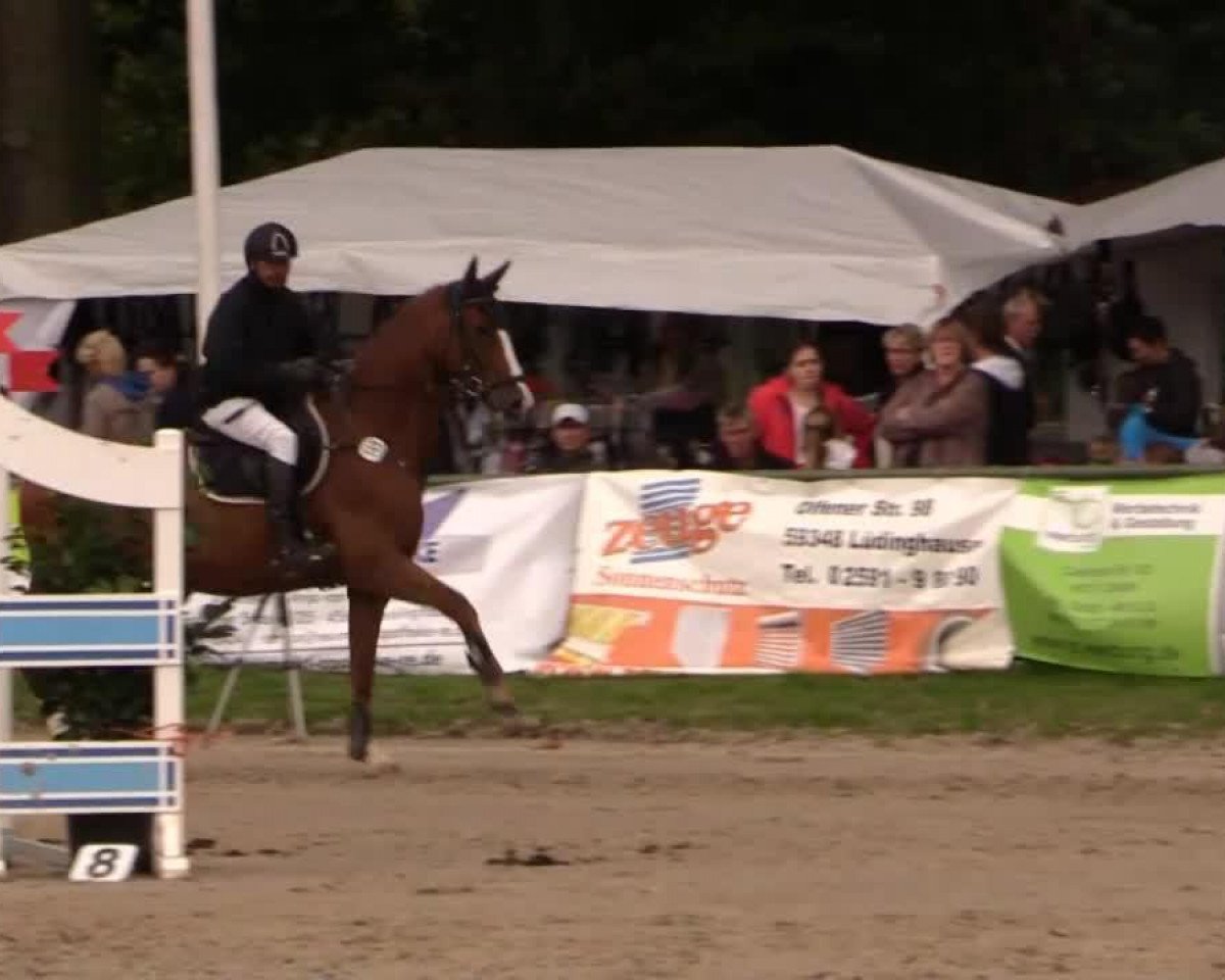 Cavallo da salto Quasi Modo H (Oldenburger, 2005, di Quidam's Rubin)