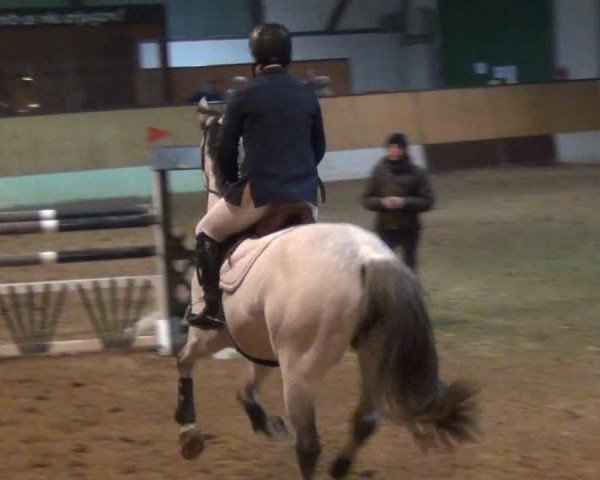 jumper Capital Tre (Holsteiner, 2001, from Capo)