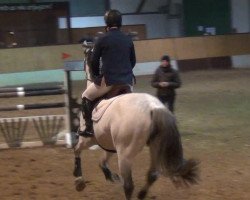 jumper Capital Tre (Holsteiner, 2001, from Capo)