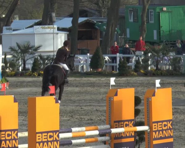 Springpferd Fee W (Westfale, 2008, von Filmstar II)
