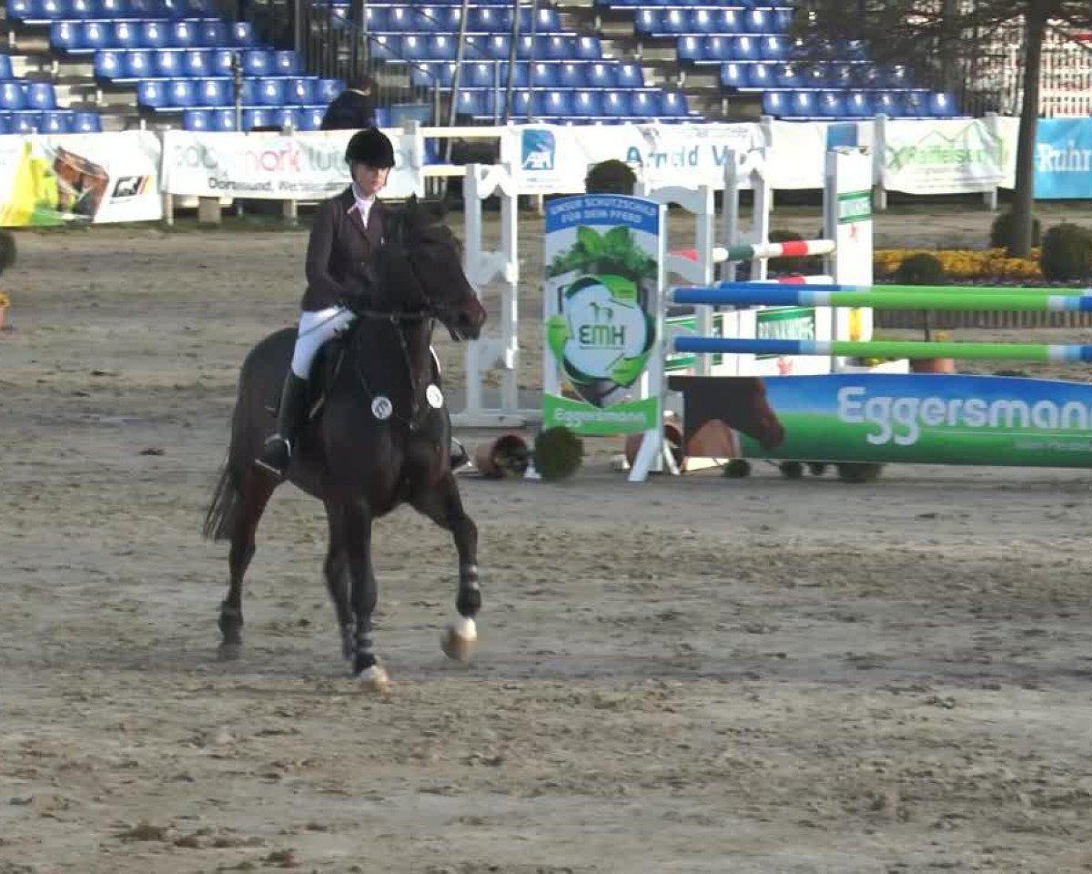 Springpferd Corvaro (Westfale, 2008, von Collin L)