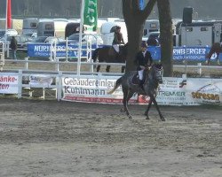 Springpferd Carl Augustinus (Oldenburger, 2009, von Corlensky G)