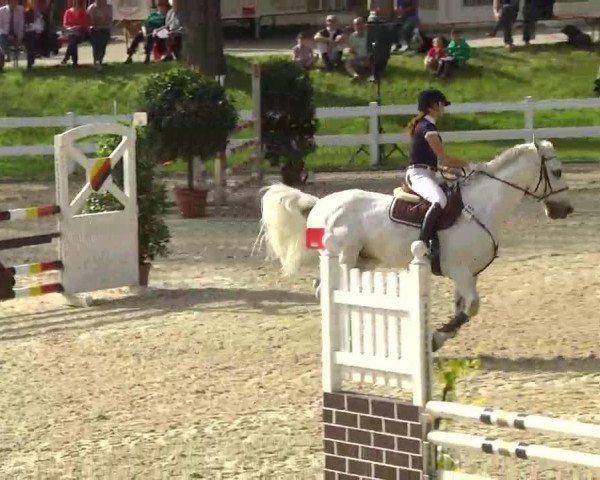jumper Advocat 2 (Holsteiner, 1991, from Athlet Z)