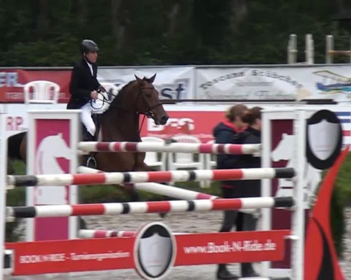 Springpferd Banderass (Holsteiner, 2006, von Boritas)