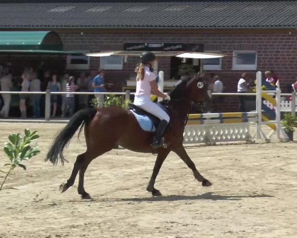 jumper Dancer 164 (German Riding Pony, 1999, from Derengo)