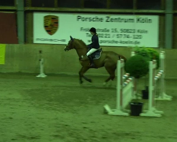 jumper Pearly 11 (Westphalian, 2001, from Pit I)