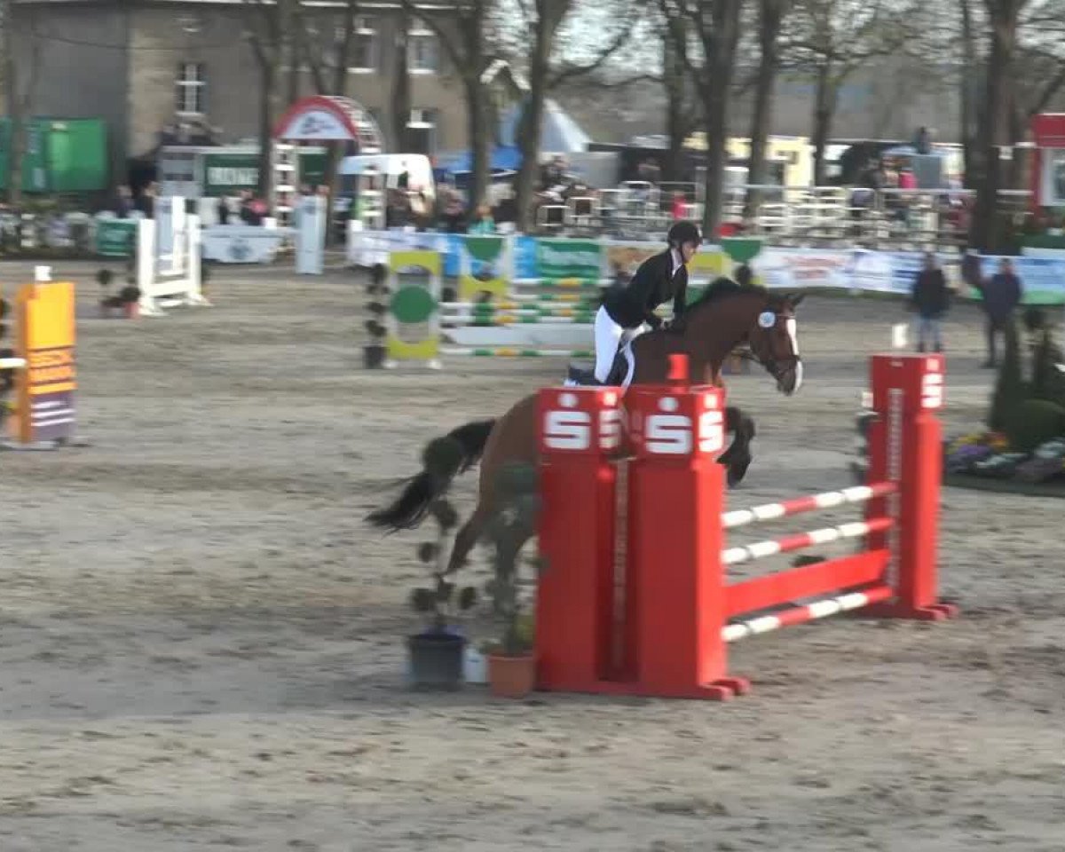 Springpferd Contenance 19 (Westfale, 2009, von Coronas 2)