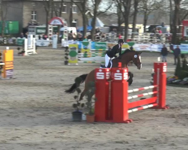 jumper Contenance 19 (Westphalian, 2009, from Coronas 2)