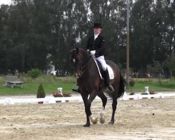 Dressurpferd Salieri 16 (Westfale, 2003, von Sandro Hit)