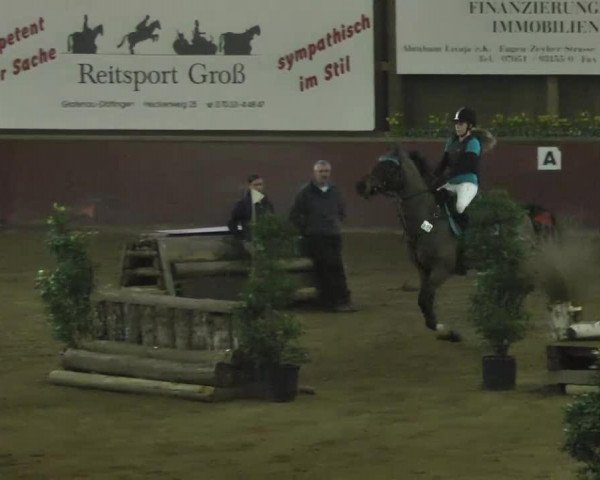 jumper Faustino 19 (Oldenburg show jumper, 2002, from Feuerwerk)