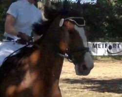 jumper Caribo 25 (Holsteiner, 1998, from Contender)