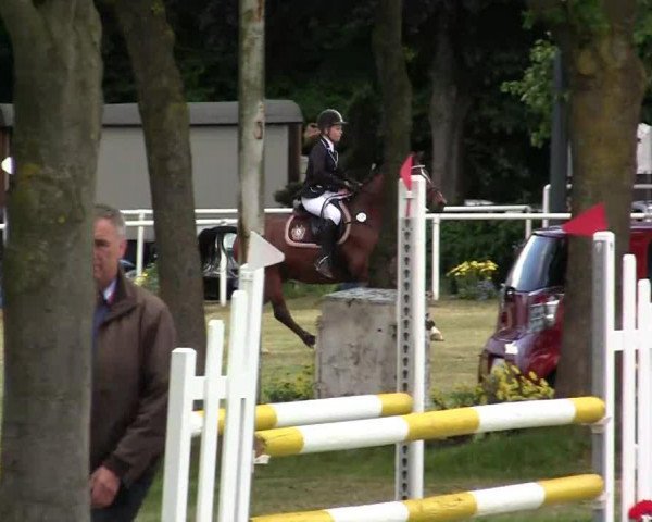 jumper Beardsley (German Riding Pony, 1999, from Brillant)