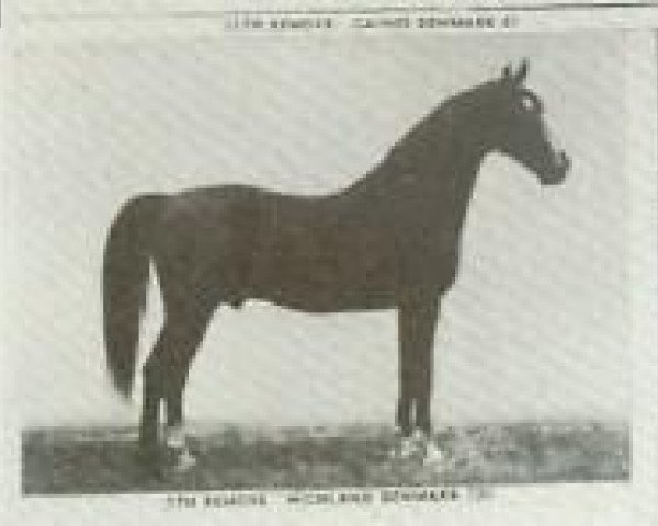 stallion Highland Denmark (American Saddlebred Horse, 1890, from Black Squirrel) stallion Highland Denmark (American Saddlebred Horse, 1890, from Black Squirrel)