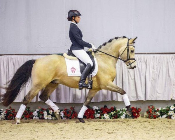 horse Hesselteichs Domino (German Riding Pony, 2012, from Donnerwetter)