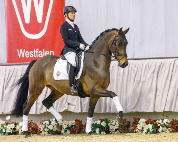 horse A Capella (Westphalian, 2011, from Ampère)