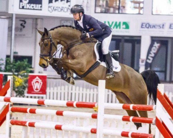 broodmare Bella Bijou (Westphalian, 2010, from Balous Bellini)