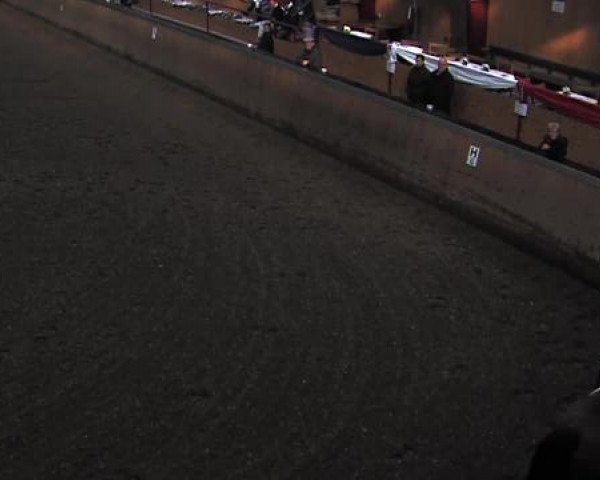 dressage horse Solos Lepanto (Danish Warmblood, 1998, from Lord Cantus) dressage horse Solos Lepanto (Danish Warmblood, 1998, from Lord Cantus)