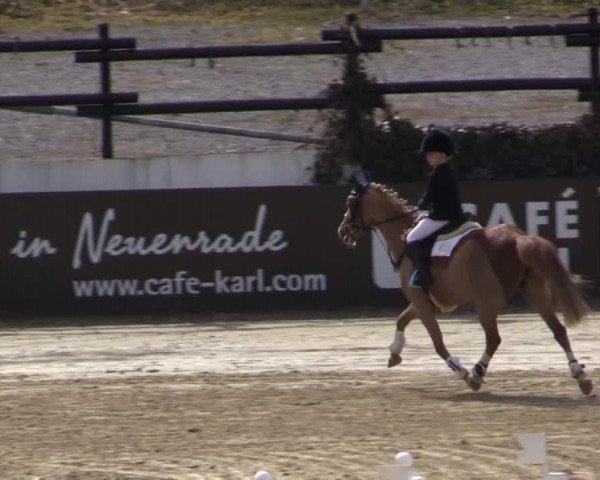 broodmare Tracy (Hanoverian, 1980, from Trapper)