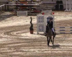 Cavallo Dandy 396 (sconosciuto, 1995)