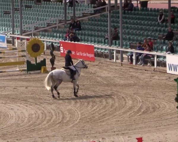 jumper Sundays Quintina (Pony without race description, 2009, from Nuts)