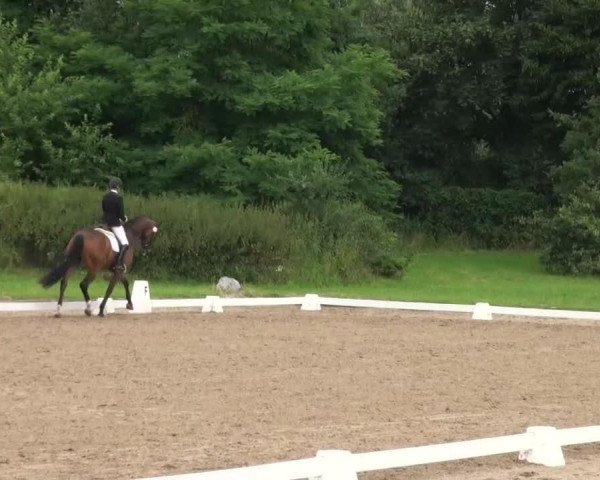 broodmare Finja (Westphalian, 1999, from Florestan I)