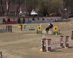 jumper Piero 32 (Holsteiner, 2009, from Paramount)