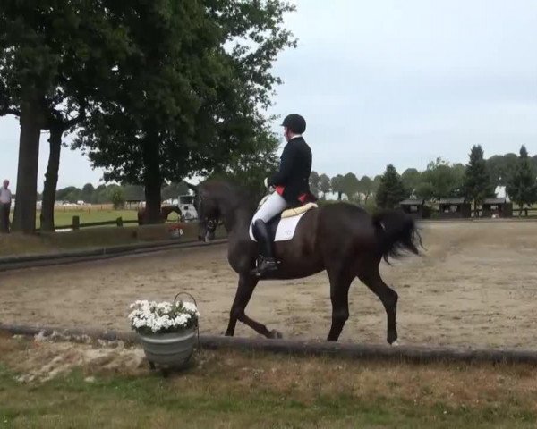 dressage horse Mozart 267 (Westphalian, 2006, from Monteverdi)