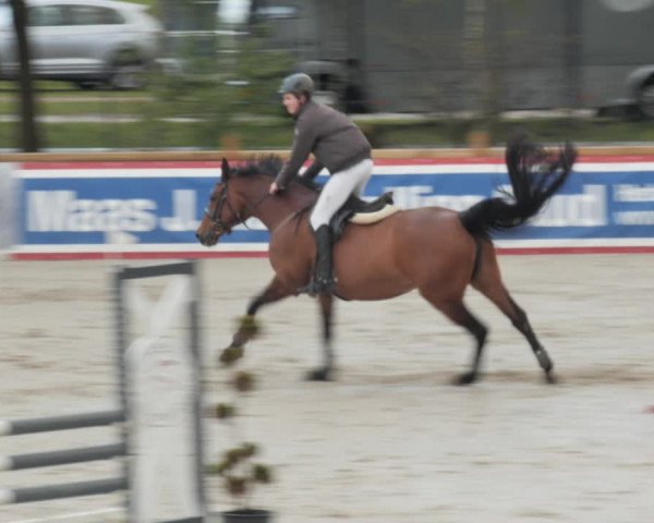 Reitturnier Westergellersen 2021