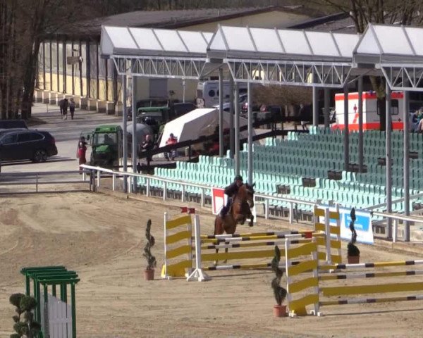 Springpferd Carelly (Westfale, 2009, von Carell)