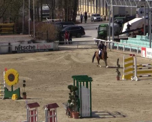 broodmare Corona 110 (Westphalian, 2009, from Coronas 2)