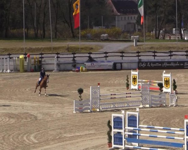 jumper Dayla 6 (Belgian Warmblood, 2009, from Ogano Sitte)