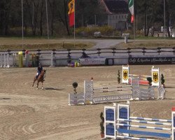 jumper Dayla 6 (Belgian Warmblood, 2009, from Ogano Sitte)