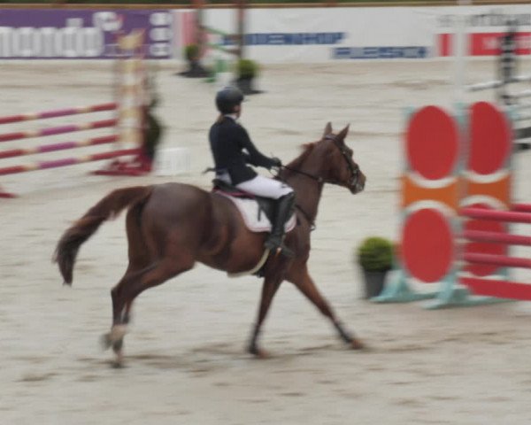 Reitturnier Westergellersen 2021