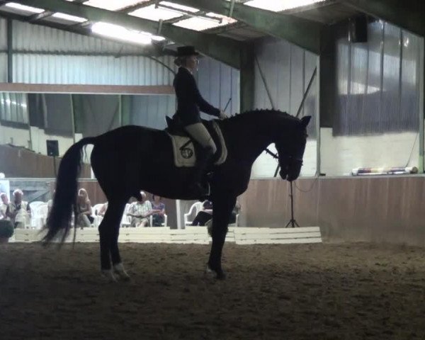 dressage horse Avanti 181 (Westphalian, 2001, from Argent) dressage horse Avanti 181 (Westphalian, 2001, from Argent)