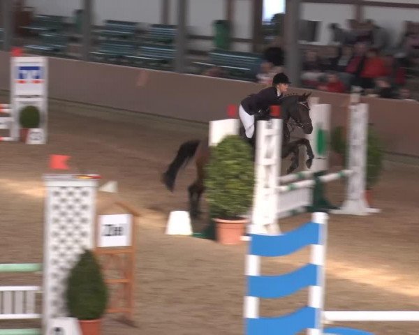 Caballo de Doma Magic Moment (Poni de Monta Alemán, 2000, de Mahrdorf Tango) Caballo de Doma Magic Moment (Poni de Monta Alemán, 2000, de Mahrdorf Tango)