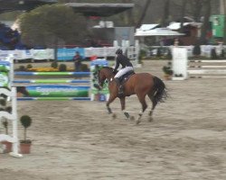 jumper Aloys ST (Westphalian, 2009, from Amantino)