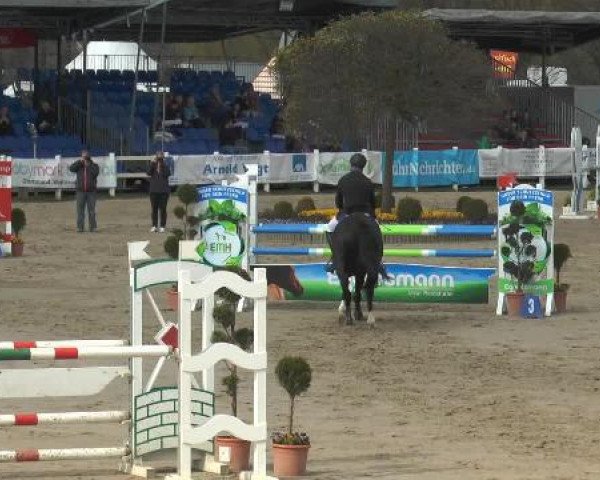 jumper Couleur Noir (Hanoverian, 2004, from Couleur Rubin) jumper Couleur Noir (Hanoverian, 2004, from Couleur Rubin)