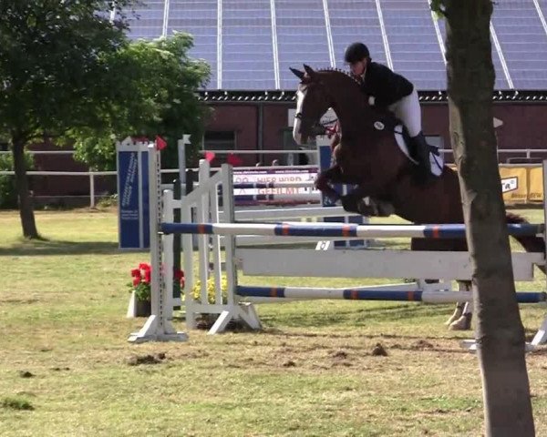 dressage horse Naidoo 5 (Hanoverian, 2005, from Now Or Never M)