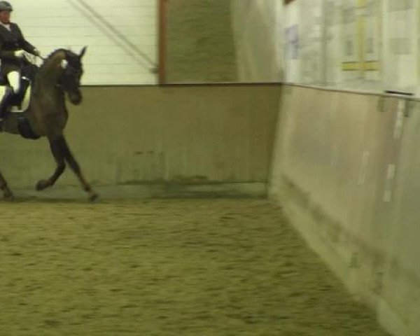 broodmare Waioni (Hanoverian, 2002, from Waikiki I) broodmare Waioni (Hanoverian, 2002, from Waikiki I)