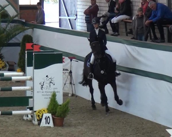 jumper Eltacco (Hanoverian, 2001, from Escudo I)