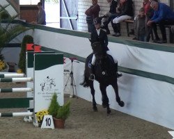 jumper Eltacco (Hanoverian, 2001, from Escudo I)