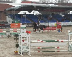 broodmare Waleska (KWPN (Royal Dutch Sporthorse), 2003, from Indoctro)